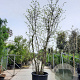 Cercis siliquastrum 400-450 cm container meerstammig