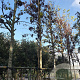 Cercis siliquastrum 'Alba' 200 cm stam container 20-25 leiboom