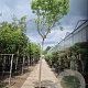 Chitalpa tashkentensis 220 cm stam container 20-25