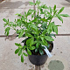 Choisya ternata 30-40 cm 7,5L