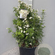 Choisya t. White Dazzler 60-80 cm 20L