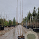 Clerodendrum trichotomum 175-200 cm container meerstammig
