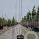 Clerodendrum trichotomum 175-200 cm container meerstammig