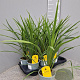 Cordyline australis 40-50 cm C1.2