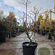 Cornus controversa 'Variegata' 100-125 cm 35L