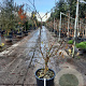 Cornus controversa 'Variegata' 125-150 cm 35L