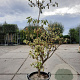 Cornus controversa 'Variegata' 150-175 cm 35L
