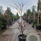 Cornus controversa 'Variegata' 150-175 cm 35L