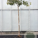 Cornus controversa 'Variegata' 180 cm stam container 6-8