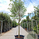 Cornus florida 120 cm stam container 20-25