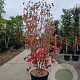 Cornus kousa chinensis 175-200 cm container meerstammig