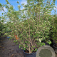 Cornus kousa chinensis 200-250 cm cont. 110L MPS