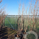 Cornus kousa chinensis 200-250 cm container meerstammig