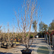 Cornus k. 'Milky Way' 200-250 cm container solitair