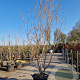 Cornus k. 'Milky Way' 200-250 cm container solitair