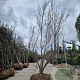 Cornus kousa 300-350 cm container solitair
