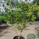 Cornus k. 'Rel Whirlwind' 150-175 cm container struik voorjrs.potting