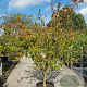 Cornus k. 'Tsukuba-no-mine' 200-250 cm container solitair