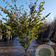 Cornus k. 'Tsukuba-no-mine' 200-250 cm container solitair