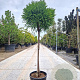 Cryptomeria j. 'Globosa Nana' 80 cm stam container 40-50 bol