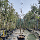 Davidia involucrata 300-350 cm cont. 95L