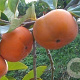 Diospyros kaki 'Ragno' 140 cm stam container 40-50 bol