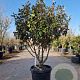 Elaeagnus ebbingei 100-125 cm cont. 130L meerstammig