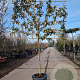 Elaeagnus ebbingei 100 cm stam container 8-10
