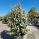 Elaeagnus ebbingei 125-150 cm 50L