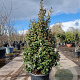 Elaeagnus ebbingei 125-150 cm 50L