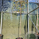 Elaeagnus ebbingei 180 cm stam container 4-6