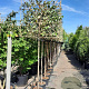 Elaeagnus ebbingei 180 cm stam container 4-6