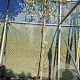 Elaeagnus ebbingei 200 cm stam container 4-6 lei 150x120