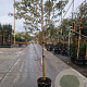Elaeagnus ebbingei 6-8 cm container 200 cm stam leiboom