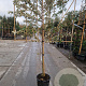 Elaeagnus ebbingei 6-8 cm container 200 cm stam leiboom
