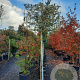 Elaeagnus ebbingei 6-8 cm container 200 cm stam leiboom