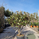 Elaeagnus ebbingei 80-100 cm 3,0L meerstammig
