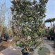 Elaeagnus ebbingei GM container scherm lei 120x150