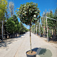 Elaeagnus ebb. 'Compacta' 100 cm stam container 60-80 bol
