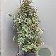 Elaeagnus ebb. 'Compacta' 125-150 cm 30L