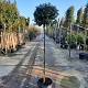 Elaeagnus ebb. 'Compacta' 140 cm stam container 60-80 bol