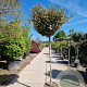 Elaeagnus ebb. 'Compacta' 150 cm stam 35L 10-12