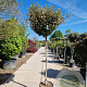 Elaeagnus ebb. 'Compacta' 150 cm stam 35L 10-12