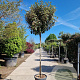 Elaeagnus ebb. 'Compacta' 150 cm stam 35L 8-10