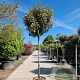 Elaeagnus ebb. 'Compacta' 150 cm stam 35L 8-10