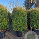 Elaeagnus ebb. 'Compacta' 175-200 cm cont. 150L