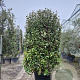 Elaeagnus ebb. 'Compacta' 175-200 cm cont. 150L