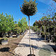 Elaeagnus ebb. 'Compacta' 200 cm 30L 10-12