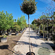 Elaeagnus ebb. 'Compacta' 200 cm 30L 10-12