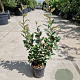 Elaeagnus ebb. 'Compacta' 60-80 cm 3,0L